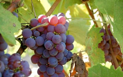 El Consejo de la Viña y el Vino de Canarias asume las propuestas de la Asociación de Viticultores y Bodegueros de Canarias (AVIBO) de un Plan Vitícola para Canarias y un Seguro Agrario Colectivo para la uva de vinificación