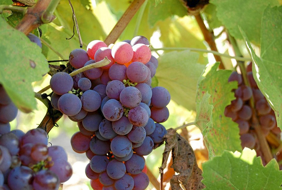 El Consejo de la Viña y el Vino de Canarias asume las propuestas de la Asociación de Viticultores y Bodegueros de Canarias (AVIBO) de un Plan Vitícola para Canarias y un Seguro Agrario Colectivo para la uva de vinificación