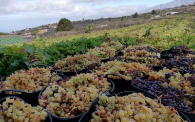 La Asociación de Viticultores y Bodegueros de Canarias (AVIBO) presenta un plan de rescate del sector Vitivinícola