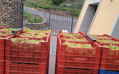 Arranca la vendimia en las DOP Islas Canarias e Ycoden Daute Isora